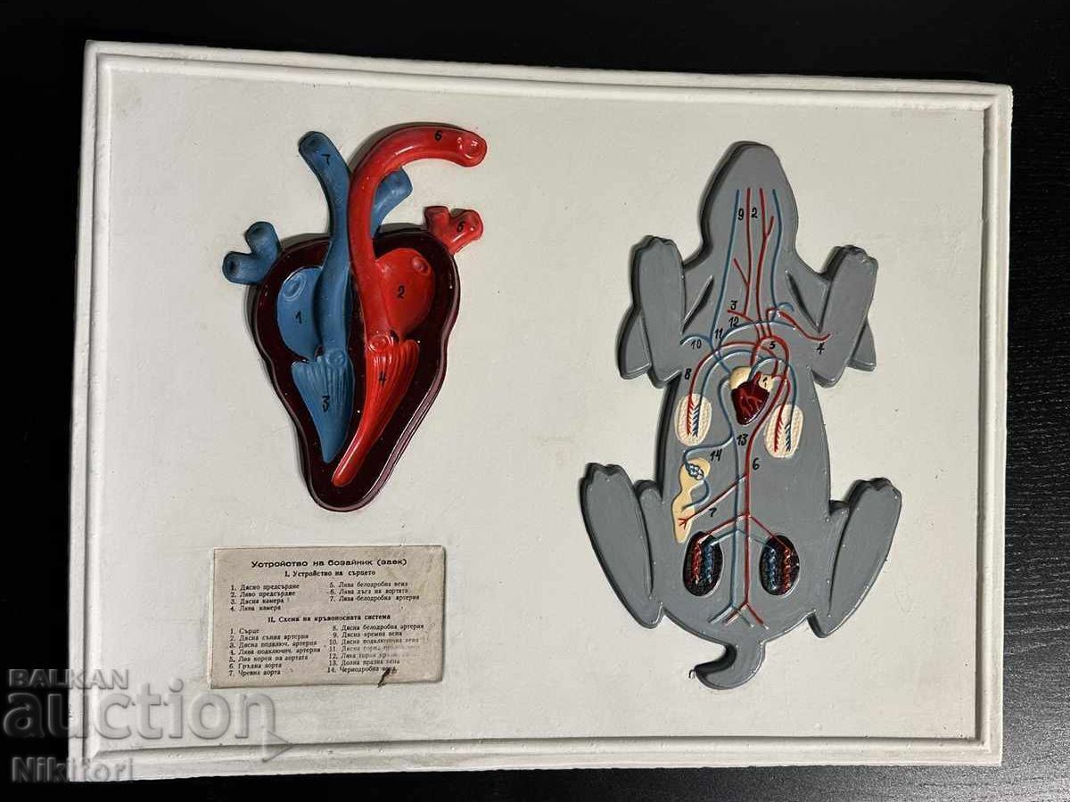 Panouri didactice de biologie (Sociale) - 5