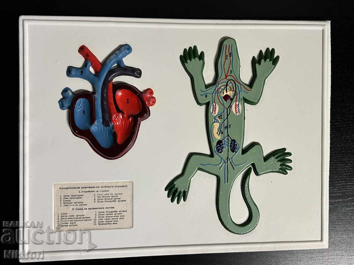 Biology Social Learning Boards - 6