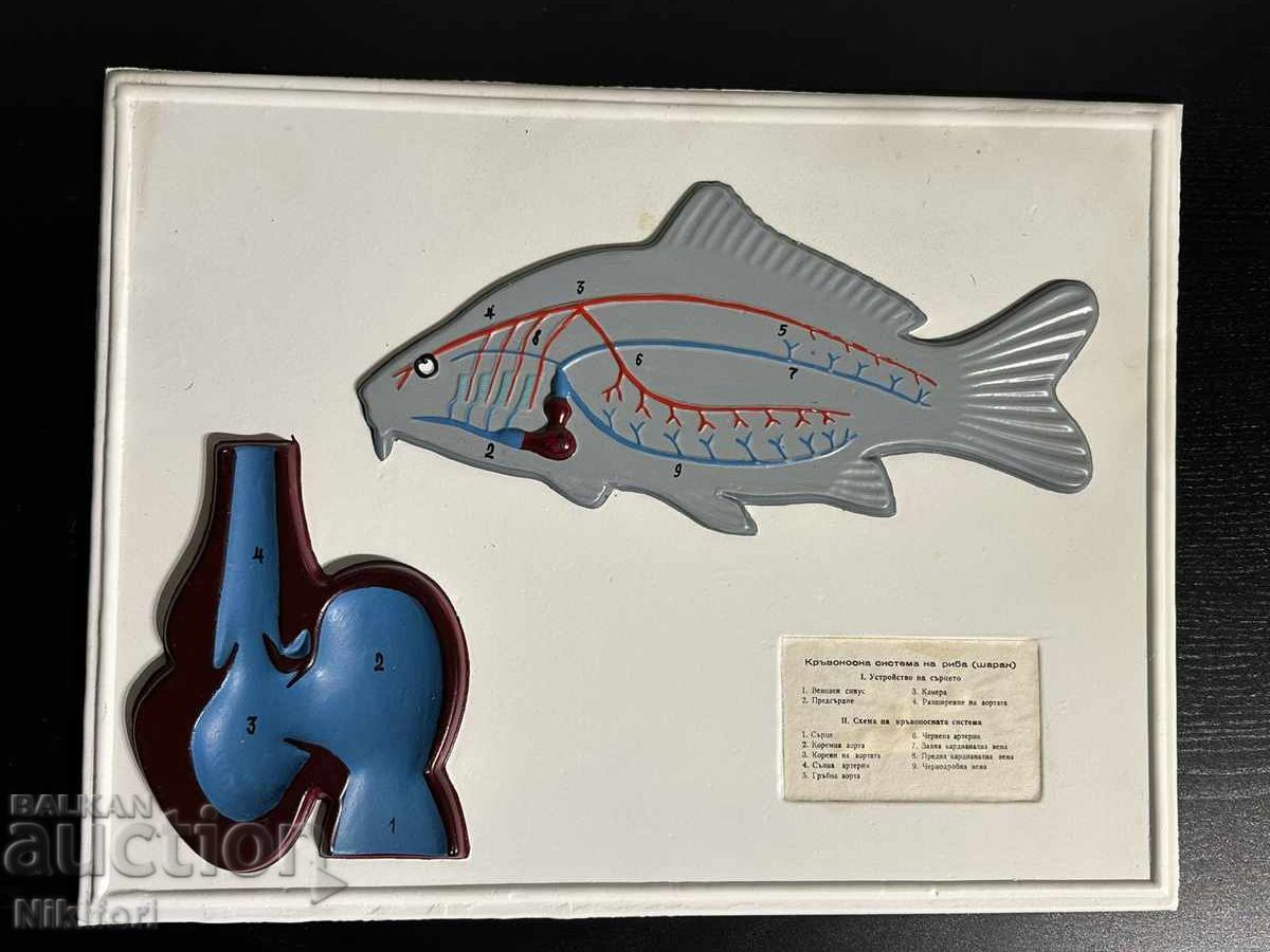 Biology Social Learning Boards - 7