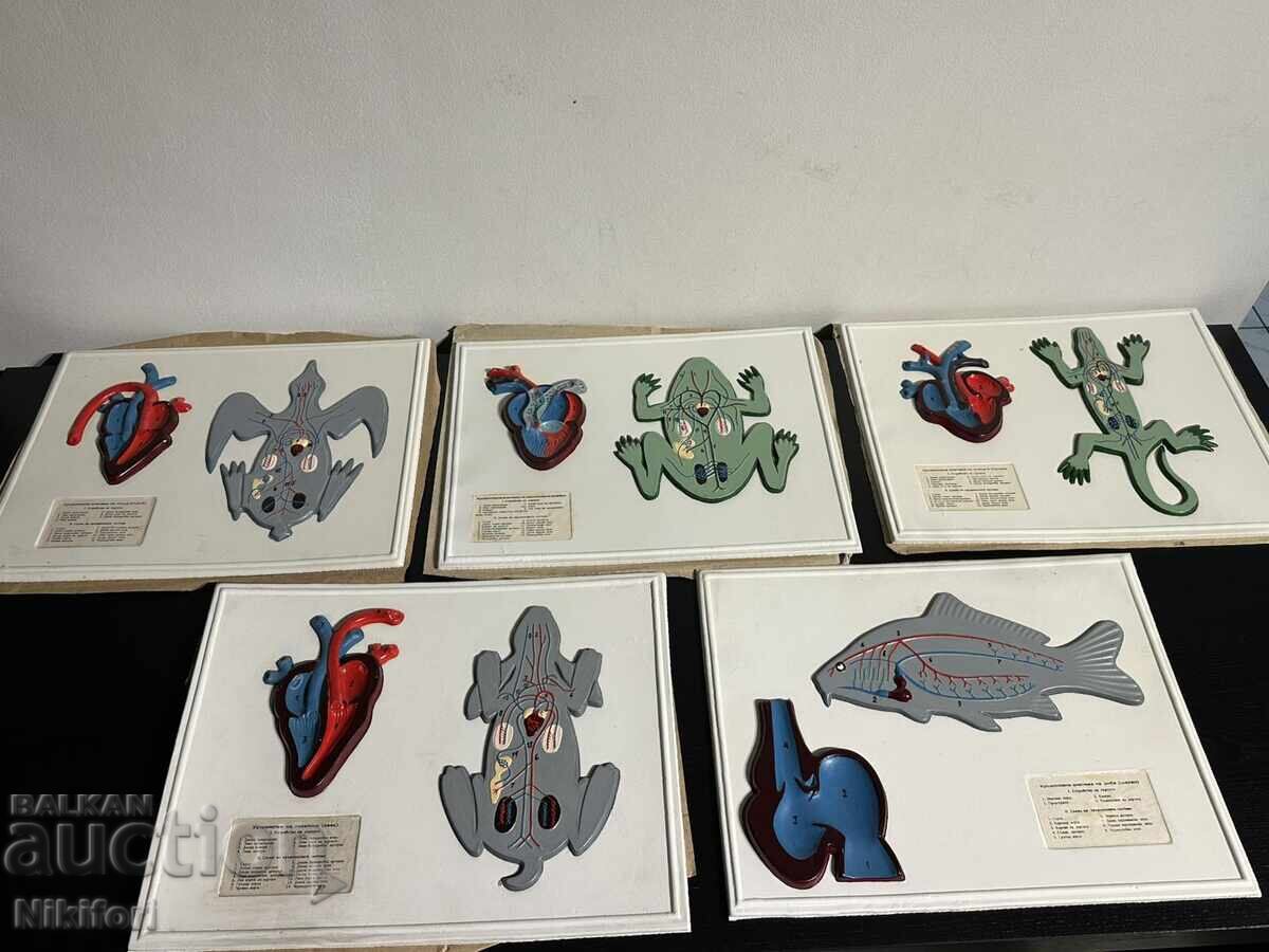 Соц Учебни Табла Биология Соц Учебни Табла Биология