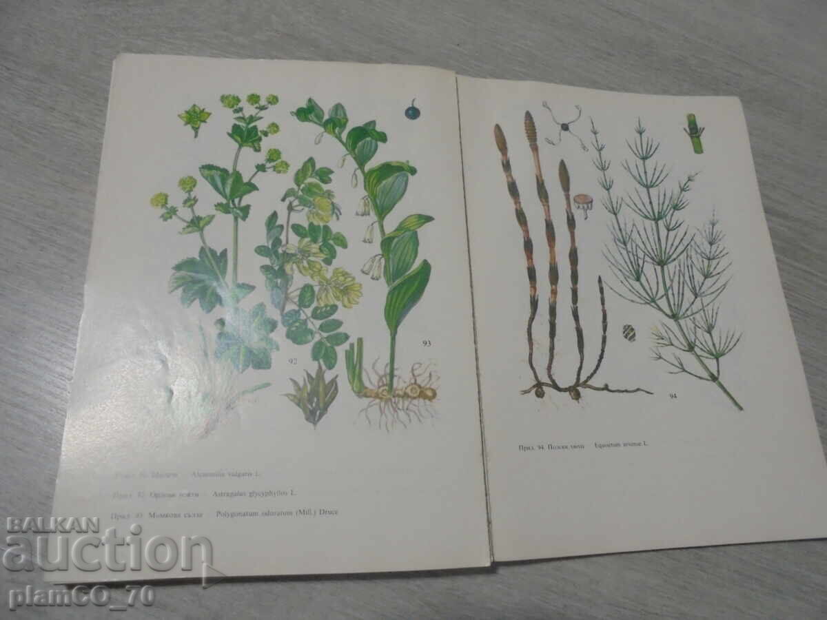 №*8384 old book - "Herbs in Every Home" - 5