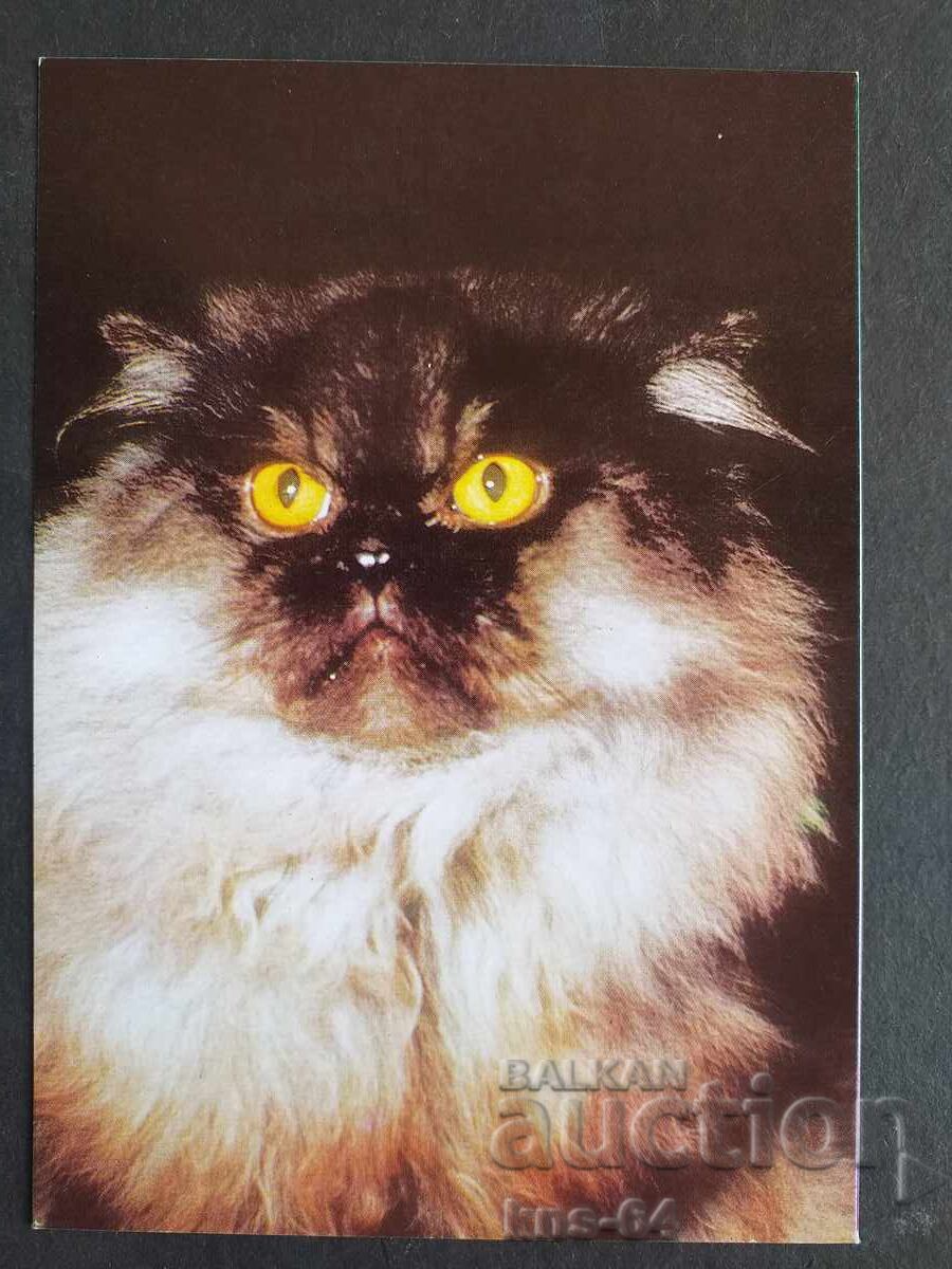 Котки Котки