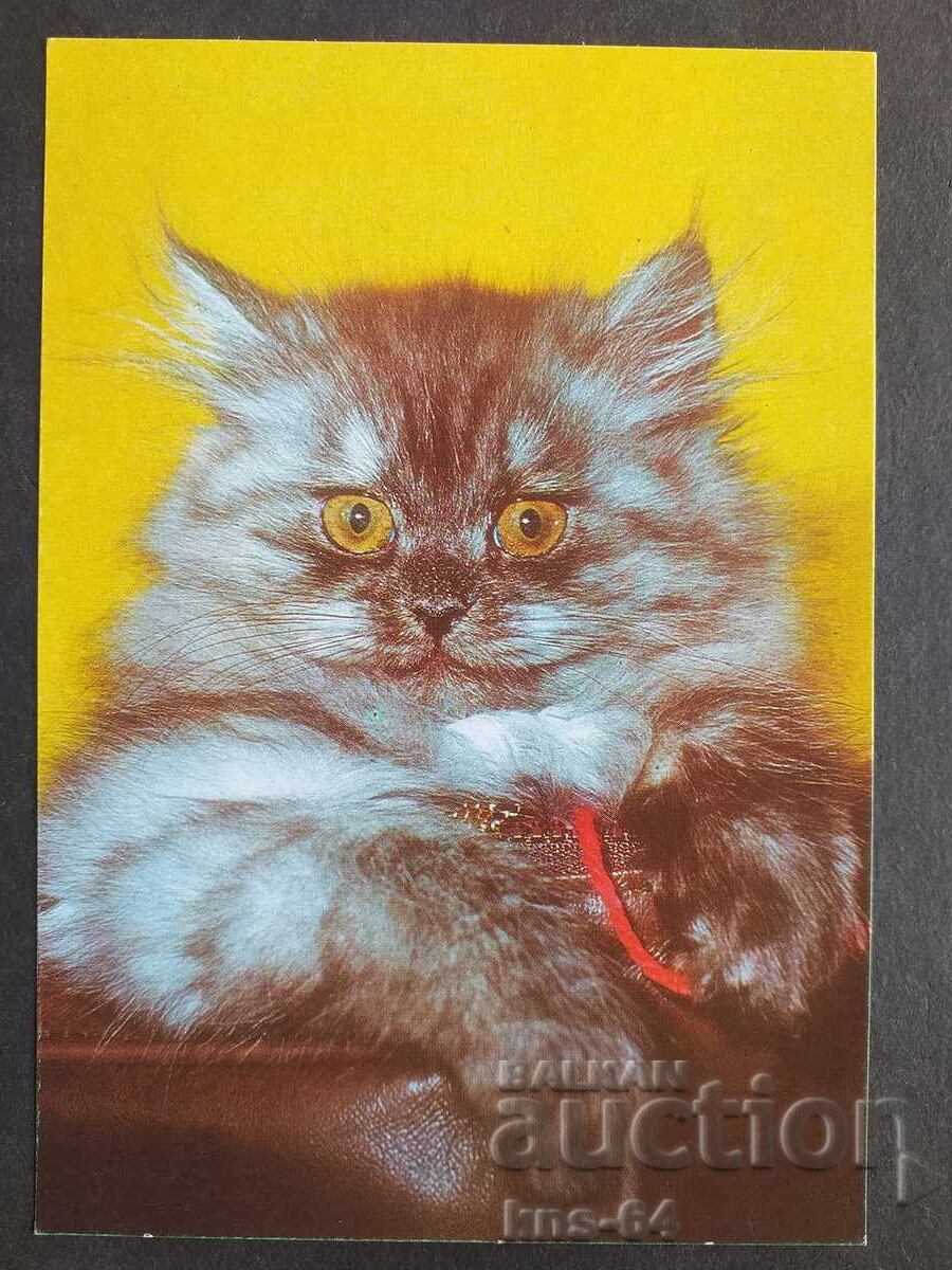 Котки Котки