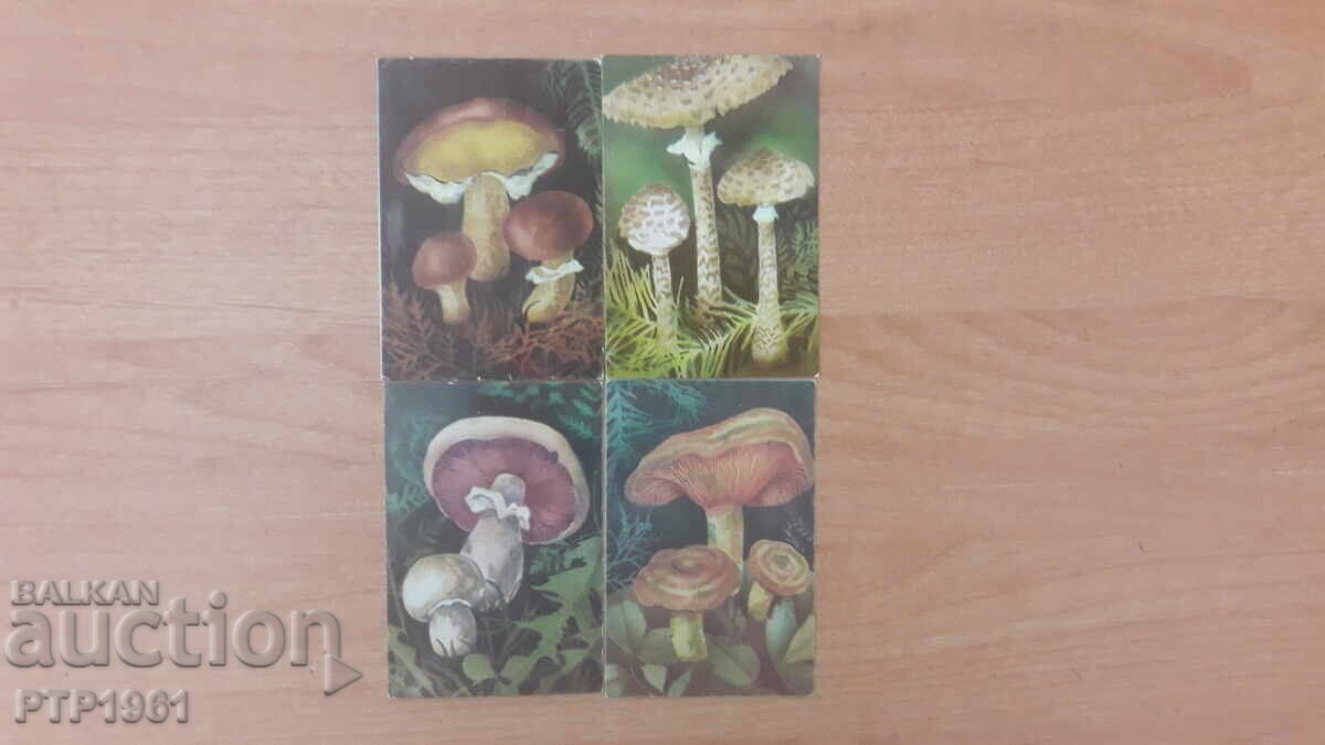 Calendaruțe-ciuperci