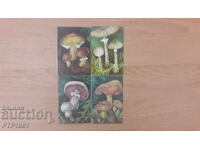 Calendaruțe-ciuperci