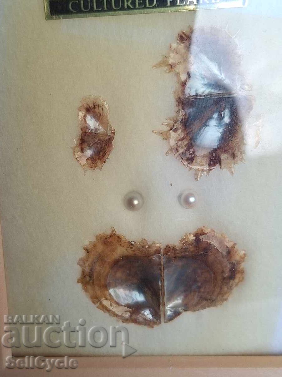 ✅ SOUVENIR PEARL IN A FRAME❗ with price 0.01 BGN | € 0.01