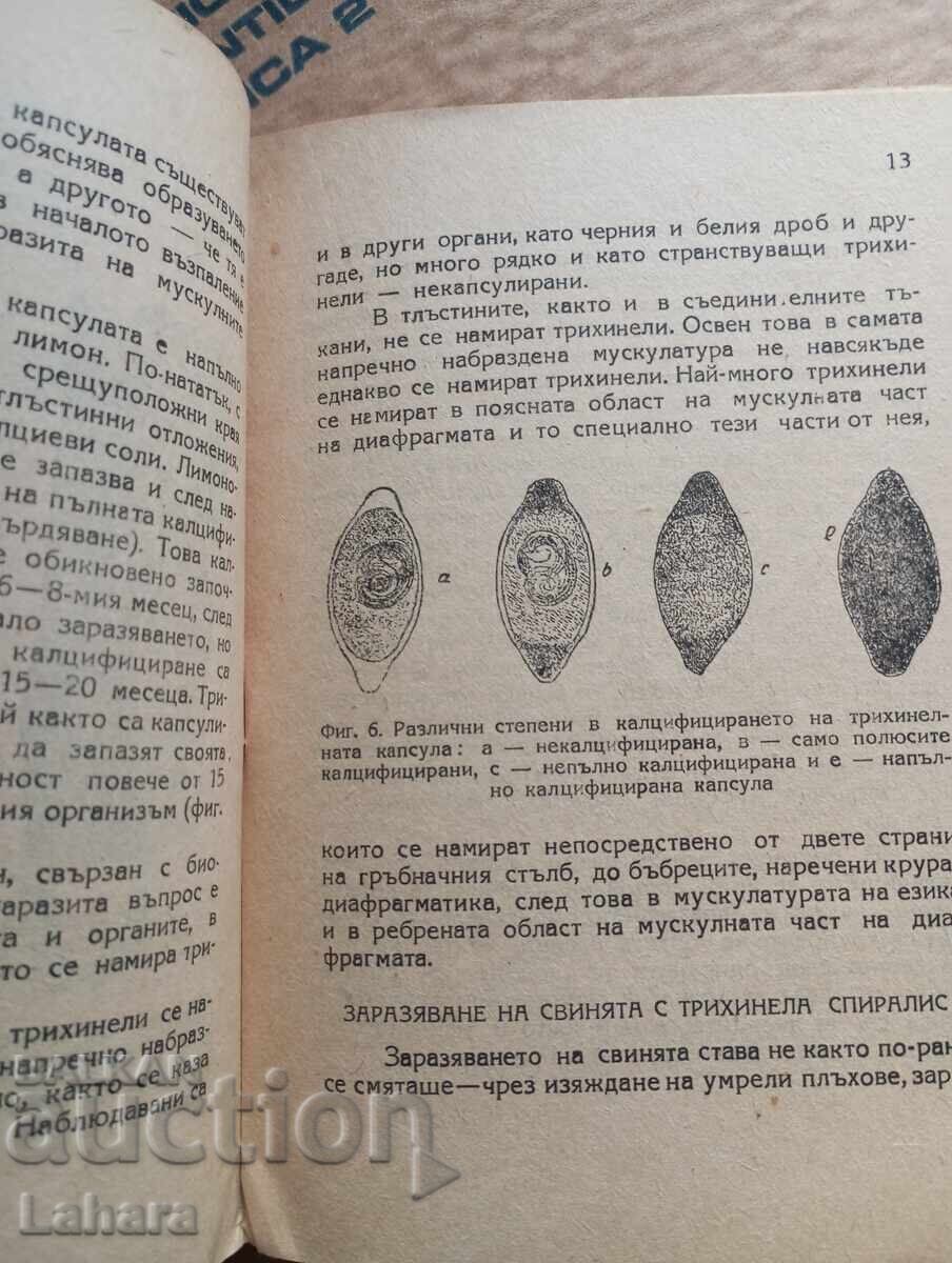 Auction  Trichinosis and Cysticercosis