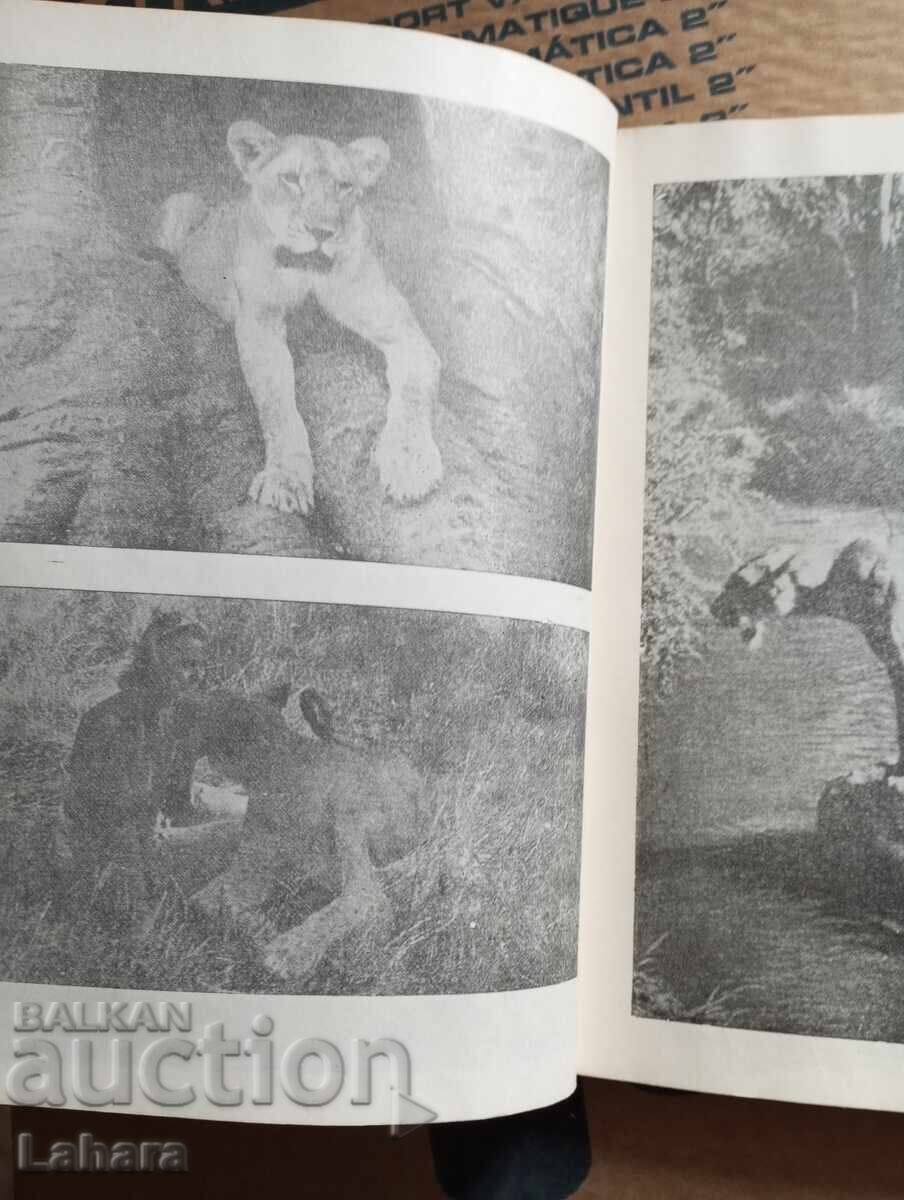 Аукцион Лъвицата Елза - Джой Адамсън Аукцион Лъвицата Елза - Джой Адамсън