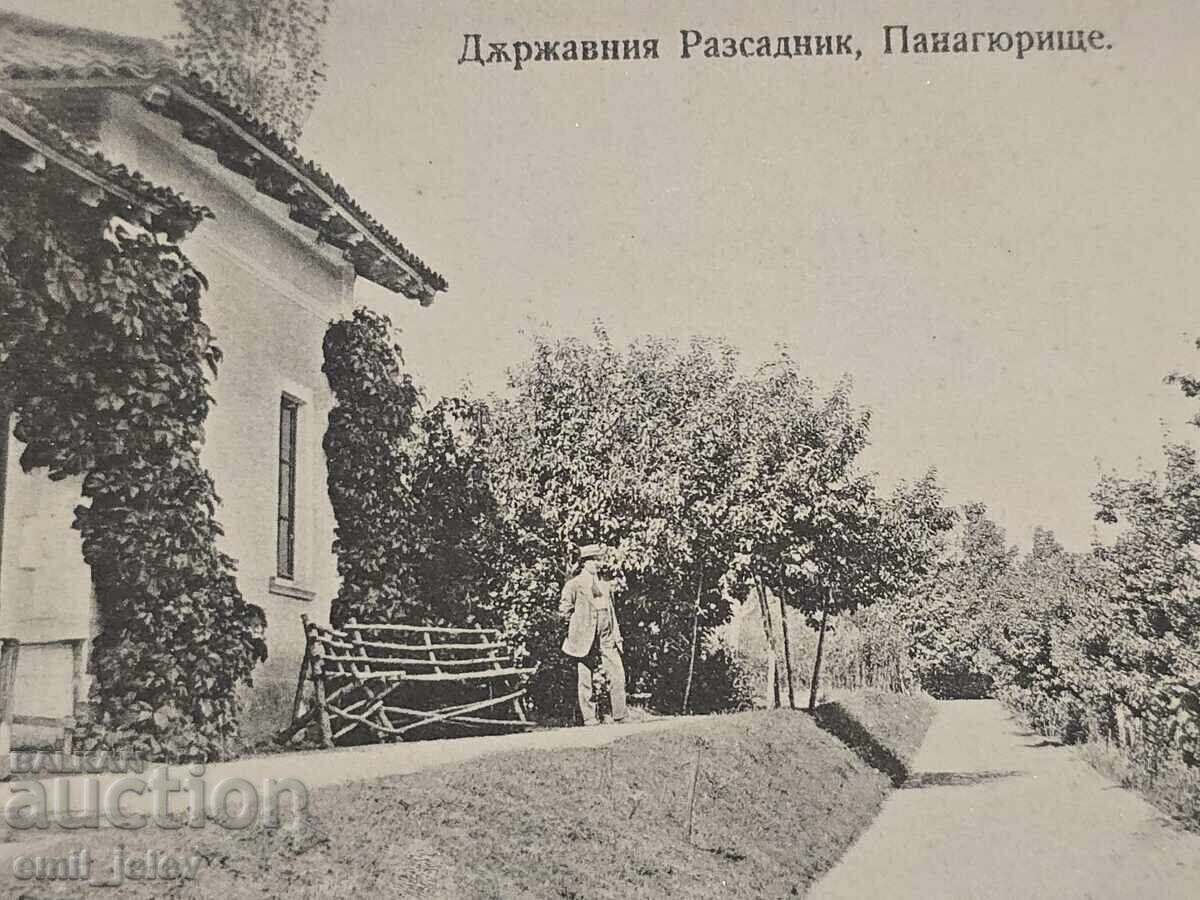 Δημοπρασία Παναγιούριστε-Βασίλειο της Βουλγαρίας-Κρατικό φυτώριο Δημοπρασία Παναγιούριστε-Βασίλειο της Βουλγαρίας-Κρατικό φυτώριο