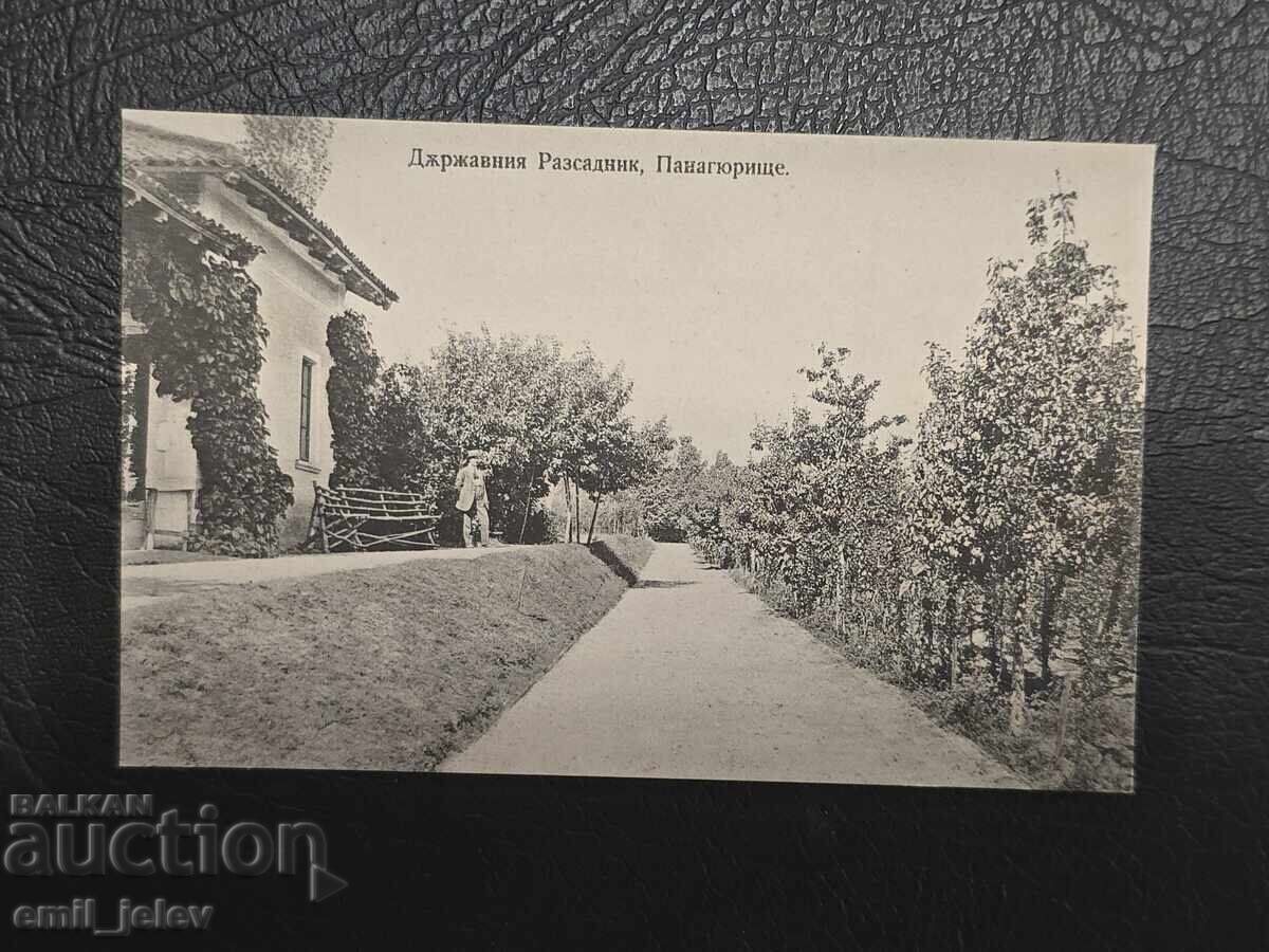 Παναγιούριστε-Βασίλειο της Βουλγαρίας-Κρατικό φυτώριο Παναγιούριστε-Βασίλειο της Βουλγαρίας-Κρατικό φυτώριο