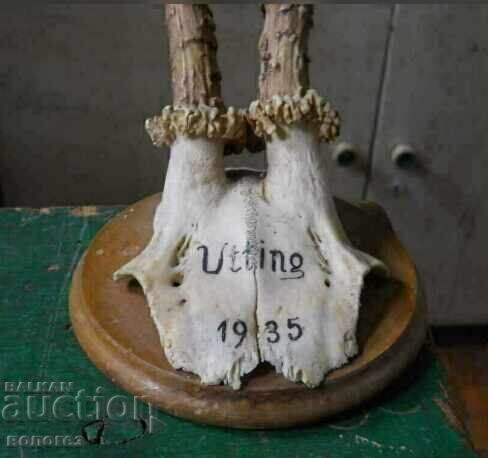 Trofeu de vânătoare german de epocă - Utting, Bavaria 1935 cu preț 30.00 BGN | € 15.34 Trofeu de vânătoare german de epocă - Utting, Bavaria 1935 cu preț 30.00 BGN | € 15.34