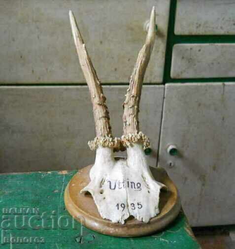 Trofeu de vânătoare german de epocă - Utting, Bavaria 1935 Trofeu de vânătoare german de epocă - Utting, Bavaria 1935