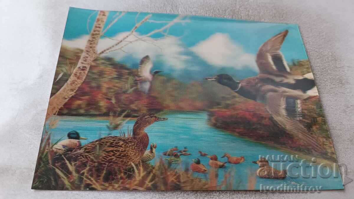 Στερεοσκοπική κάρτα Γαλοπούλες Toppan Made in Japan