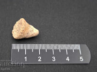 Fosil, fosilă. Coral unic Moutlivolcia sp