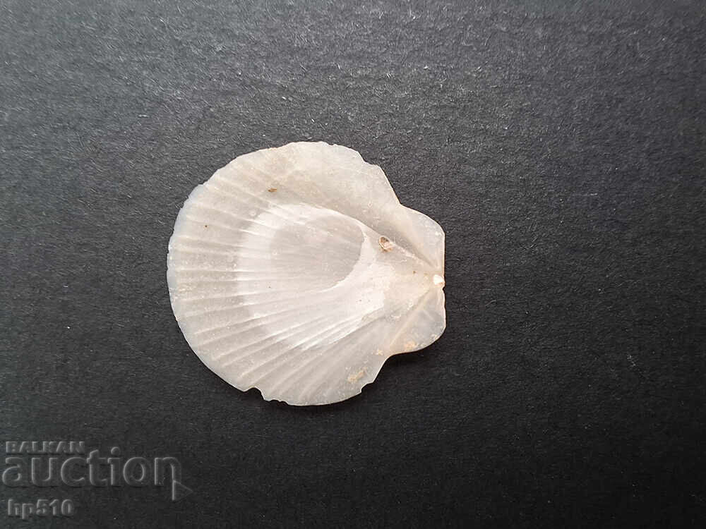 Fosil, fosilă. Scoică marină Amusium cristatum - 5