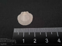 Fosil, fosilă. Scoică marină Amusium cristatum