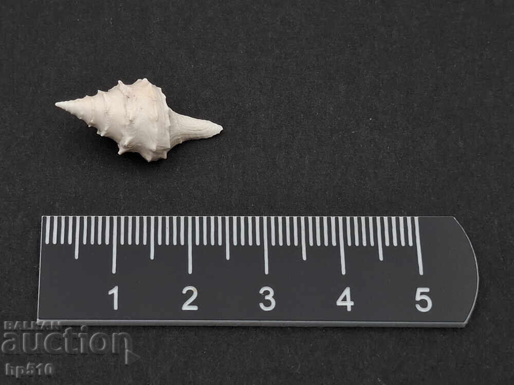 Φώσιλ, απολίθωμα. Θαλάσσιο σαλιγκάρι Clavatula laevigata