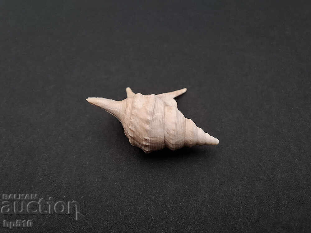 Απολίθωμα Φώσιλ. Θαλάσσιο σαλιγκάρι Aporrhais sp με τιμή 12.00 BGN | € 6.14