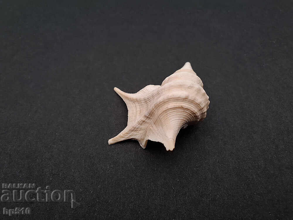 Δημοπρασία Απολίθωμα Φώσιλ. Θαλάσσιο σαλιγκάρι Aporrhais sp