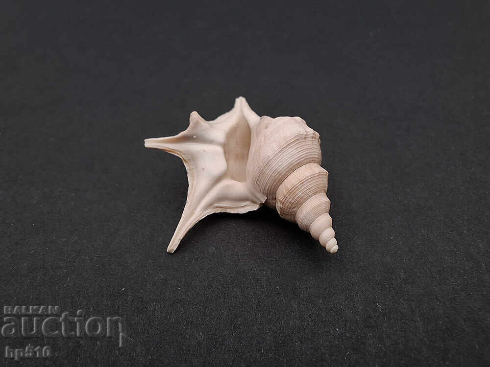 Απολίθωμα Φώσιλ. Θαλάσσιο σαλιγκάρι Aporrhais sp - 6