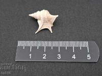 Fosil, fosilă. Melc de mare Aporrhais sp