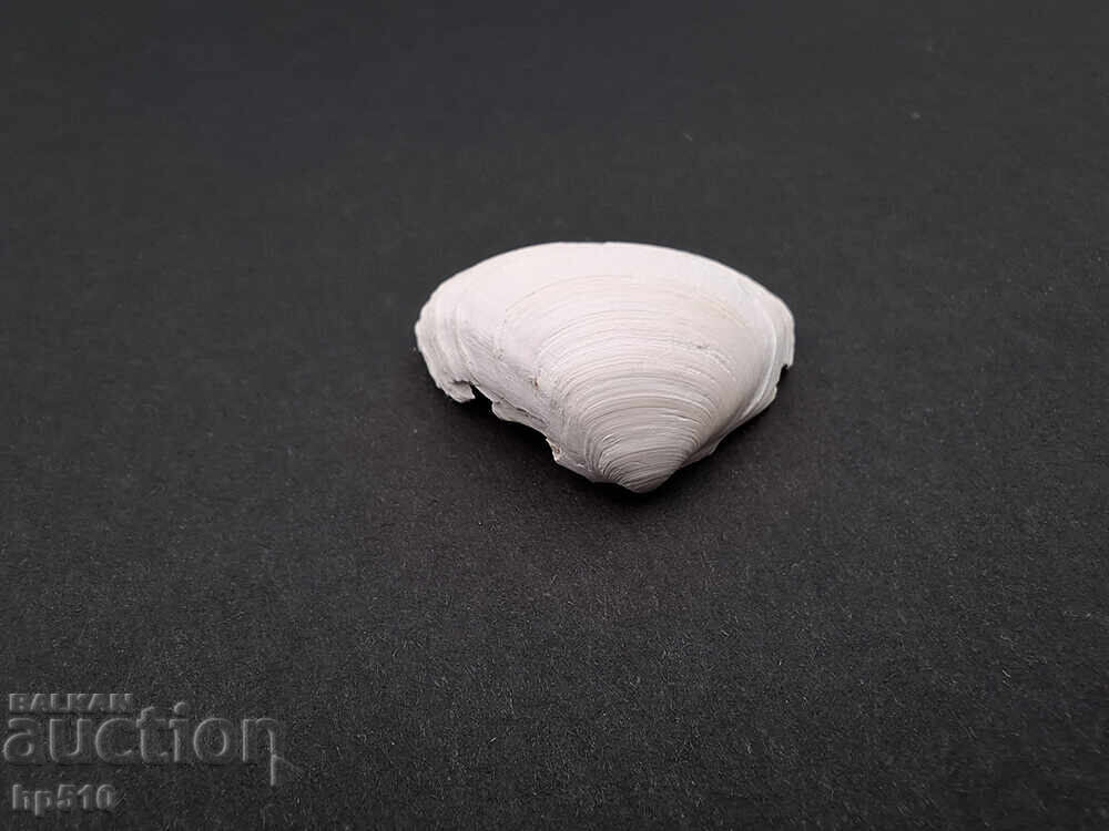 Fosil, fosilă. Scoică marină Mactra sp cu preț 6.00 BGN | € 3.07