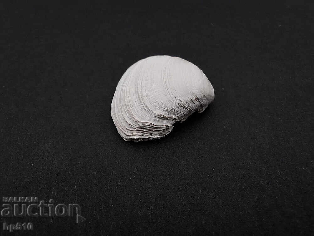 Licitație Fosil, fosilă. Scoică marină Mactra sp