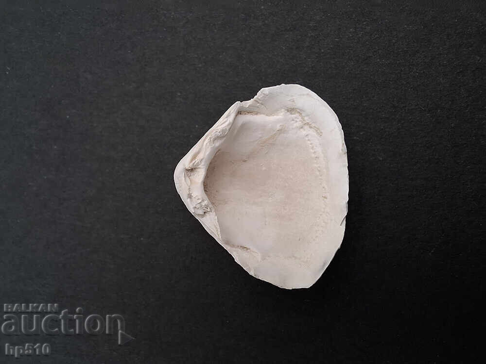 Fosil, fosilă. Scoică marină Mactra sp - 5