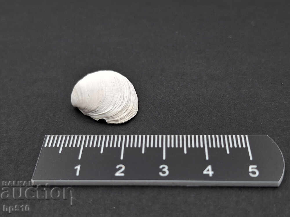 Fosil, fosilă. Scoică marină Mactra sp