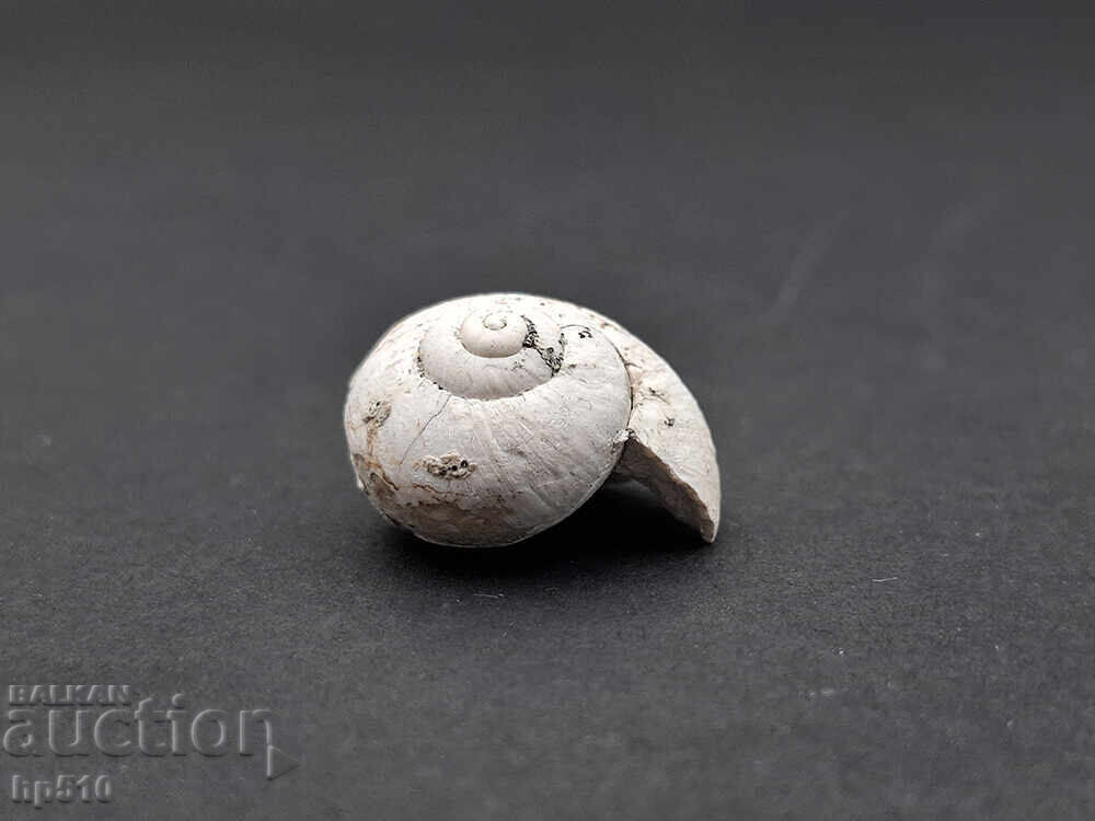 Απολίθωμα Φώσιλ. Απολίθωμα χερσαίου σαλιγκαριού Helix toulai με τιμή 12.00 BGN | € 6.14 Απολίθωμα Φώσιλ. Απολίθωμα χερσαίου σαλιγκαριού Helix toulai με τιμή 12.00 BGN | € 6.14