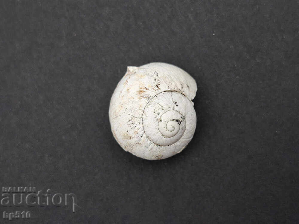 Δημοπρασία Απολίθωμα Φώσιλ. Απολίθωμα χερσαίου σαλιγκαριού Helix toulai Δημοπρασία Απολίθωμα Φώσιλ. Απολίθωμα χερσαίου σαλιγκαριού Helix toulai