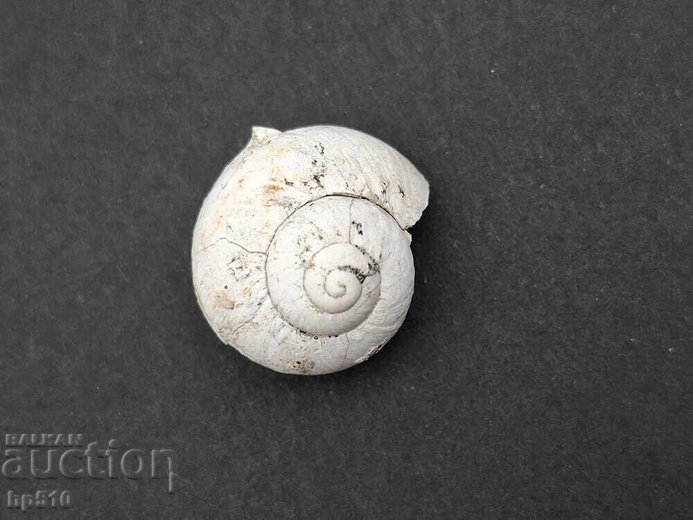 Παράδοση Απολίθωμα Φώσιλ. Απολίθωμα χερσαίου σαλιγκαριού Helix toulai Παράδοση Απολίθωμα Φώσιλ. Απολίθωμα χερσαίου σαλιγκαριού Helix toulai