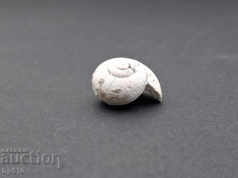 Απολίθωμα Φώσιλ. Απολίθωμα χερσαίου σαλιγκαριού Helix toulai - 6 Απολίθωμα Φώσιλ. Απολίθωμα χερσαίου σαλιγκαριού Helix toulai - 6