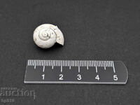 Fosil, fosilă. Melc terestru Helix toulai