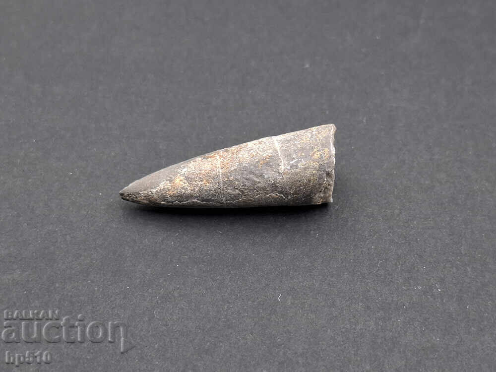 Απολίθωμα Φώσιλ. Θαλάσσιο κεφαλόποδο Βελεμνίτης Belemnite sp - 5