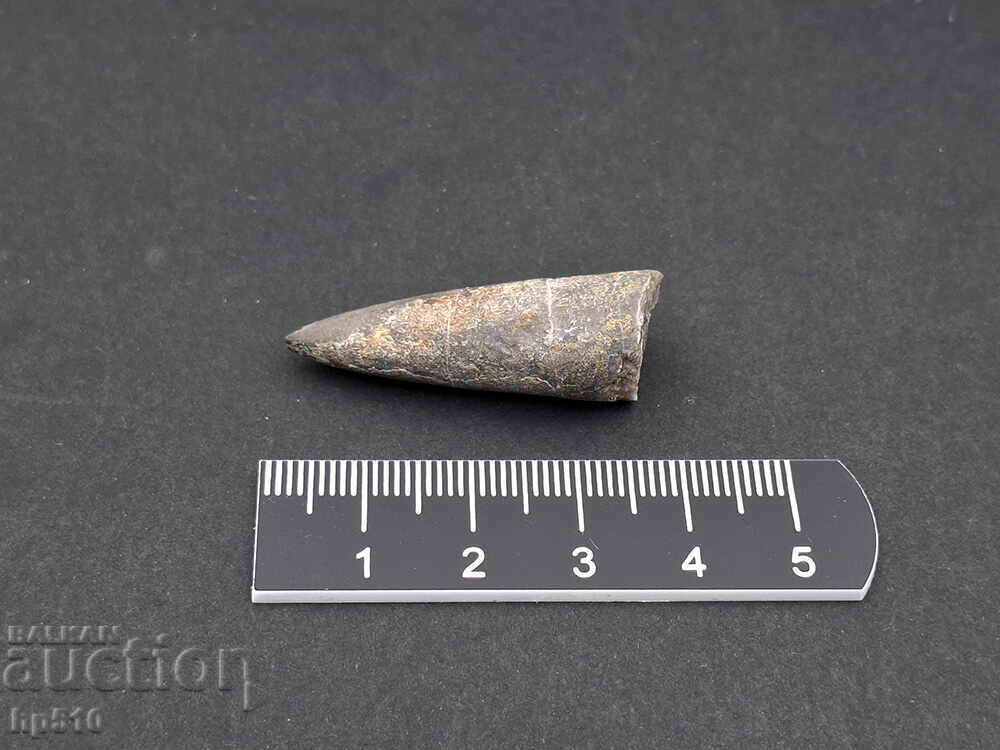 Απολίθωμα Φώσιλ. Θαλάσσιο κεφαλόποδο Βελεμνίτης Belemnite sp