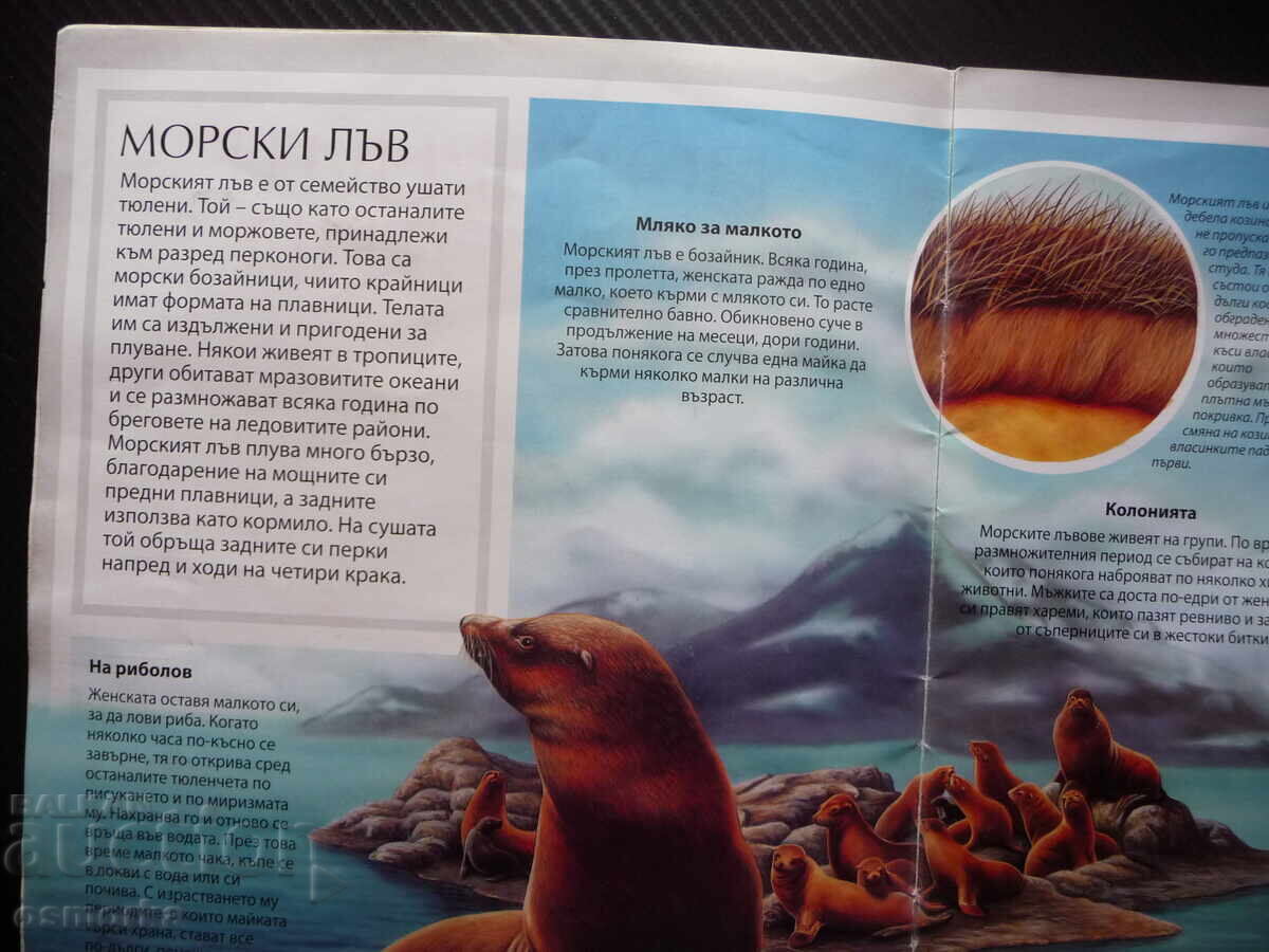 Παιδικές όμορφες ζωγραφιές πολικών ζώων, λευκή αρκούδα, πιγκουίνοι με τιμή 16.00 BGN | € 8.18 Παιδικές όμορφες ζωγραφιές πολικών ζώων, λευκή αρκούδα, πιγκουίνοι με τιμή 16.00 BGN | € 8.18