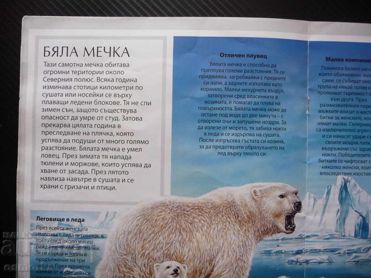 Δημοπρασία Παιδικές όμορφες ζωγραφιές πολικών ζώων, λευκή αρκούδα, πιγκουίνοι Δημοπρασία Παιδικές όμορφες ζωγραφιές πολικών ζώων, λευκή αρκούδα, πιγκουίνοι