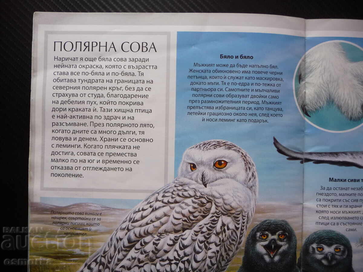 Παράδοση Παιδικές όμορφες ζωγραφιές πολικών ζώων, λευκή αρκούδα, πιγκουίνοι Παράδοση Παιδικές όμορφες ζωγραφιές πολικών ζώων, λευκή αρκούδα, πιγκουίνοι