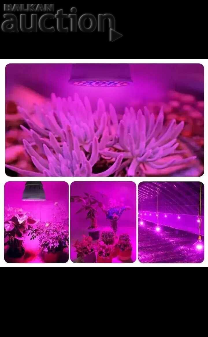 2 LED Bulbs - Pink Light - 7