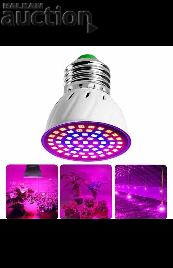 2 LED Bulbs - Pink Light