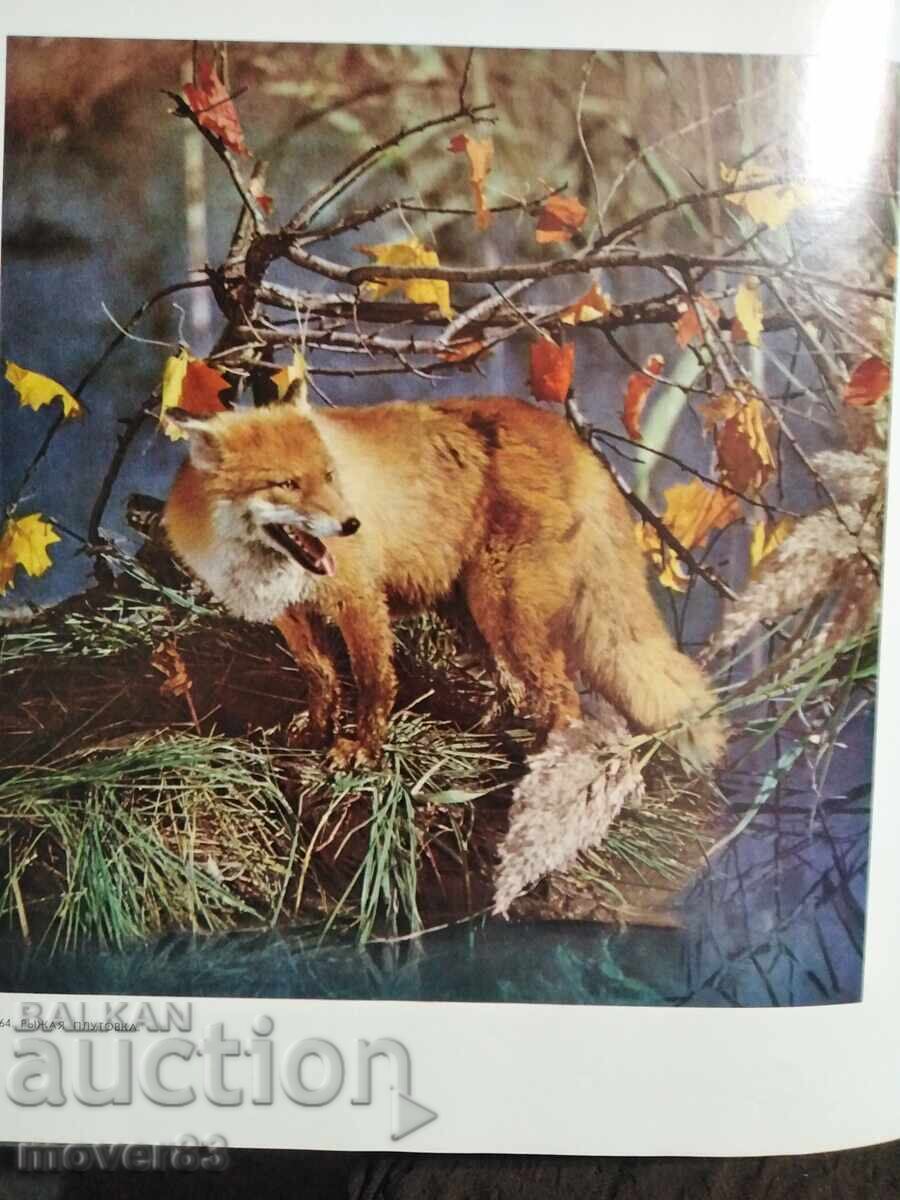 Περιοχή της Μόσχας. Λεύκωμα-εγχειρίδιο. Ρωσική γλώσσα - 7