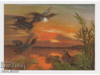 Veche imagine stereo 3D, Carte poștală stereo cu rațe /948