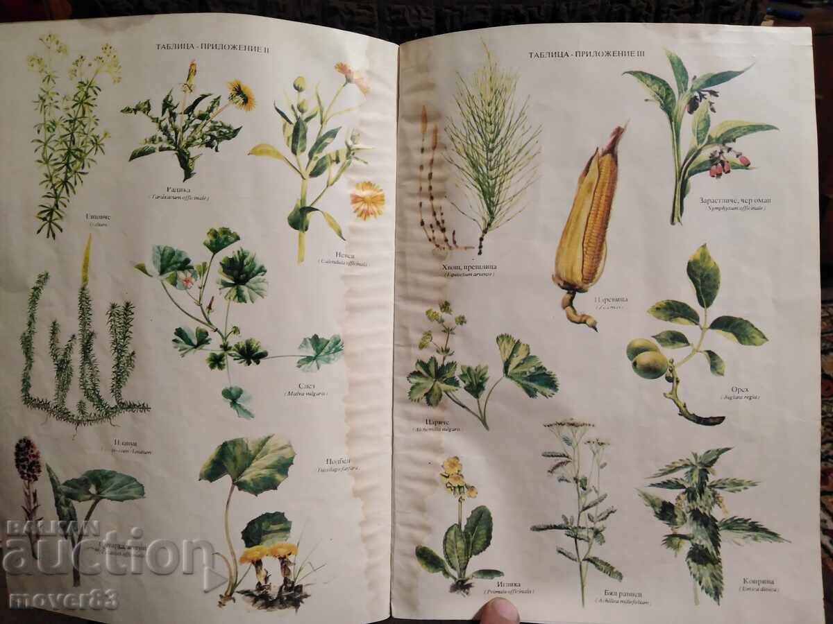 Здраве от аптеката на господ. Мария Требен - 5