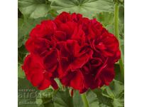 100 бр Професионален вкоренен разсад червено мушкато Калиопе