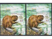 Clean Blocks Fauna The Return of the Beaver 2025 from Bulgaria
