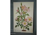 1982 Έλενα Ποπόβα Ζωγραφική Πίνακας Ελβετική Αλπική Ρόδο