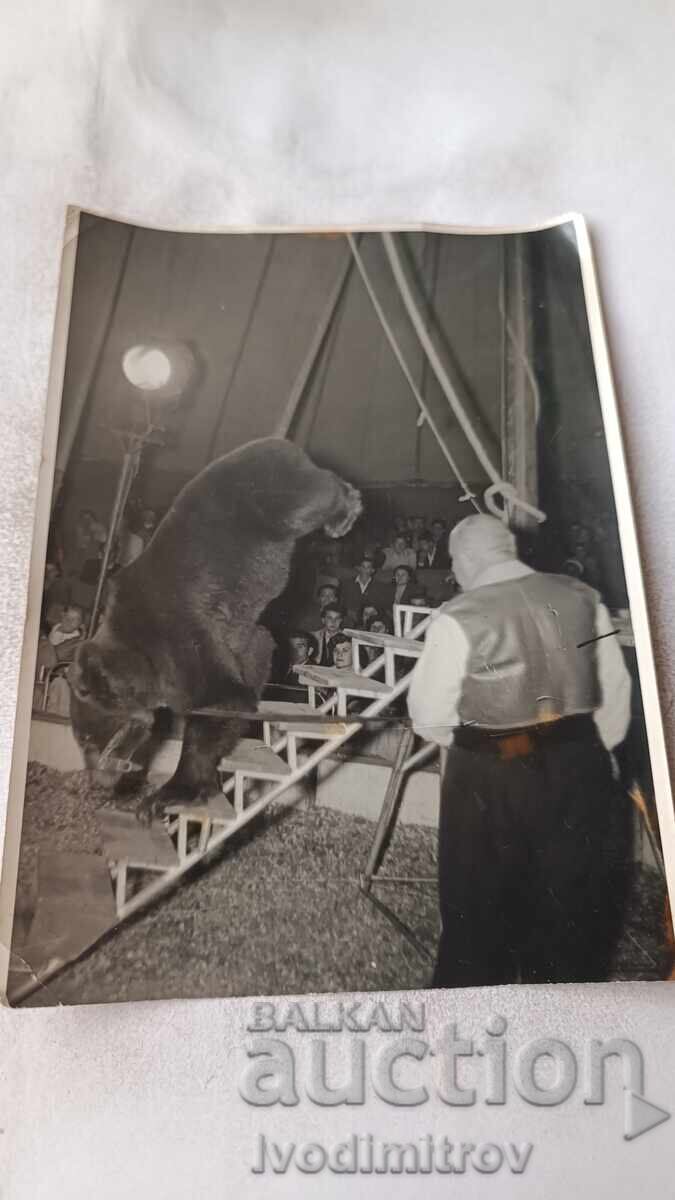 Fotografie Urs executând număr la circ Fotografie Urs executând număr la circ