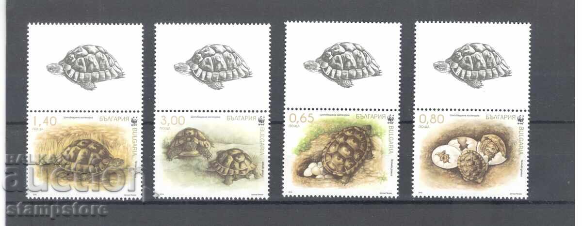 Turtles - Series with Stickers