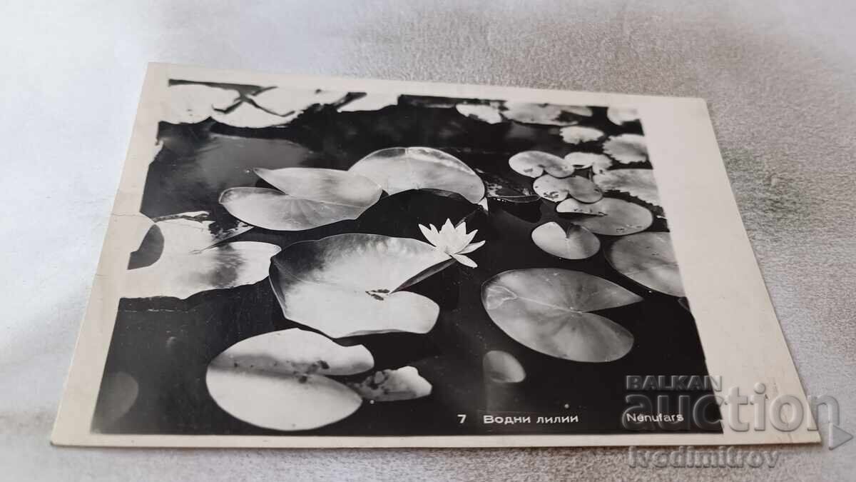 Пощенска картичка Водни лилии 1962 Пощенска картичка Водни лилии 1962